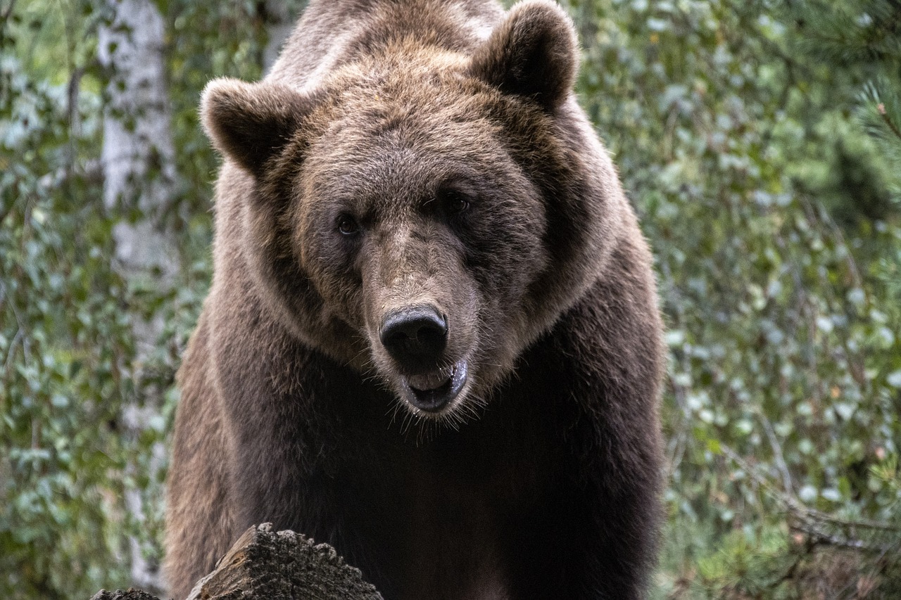 bear-5508698_1280