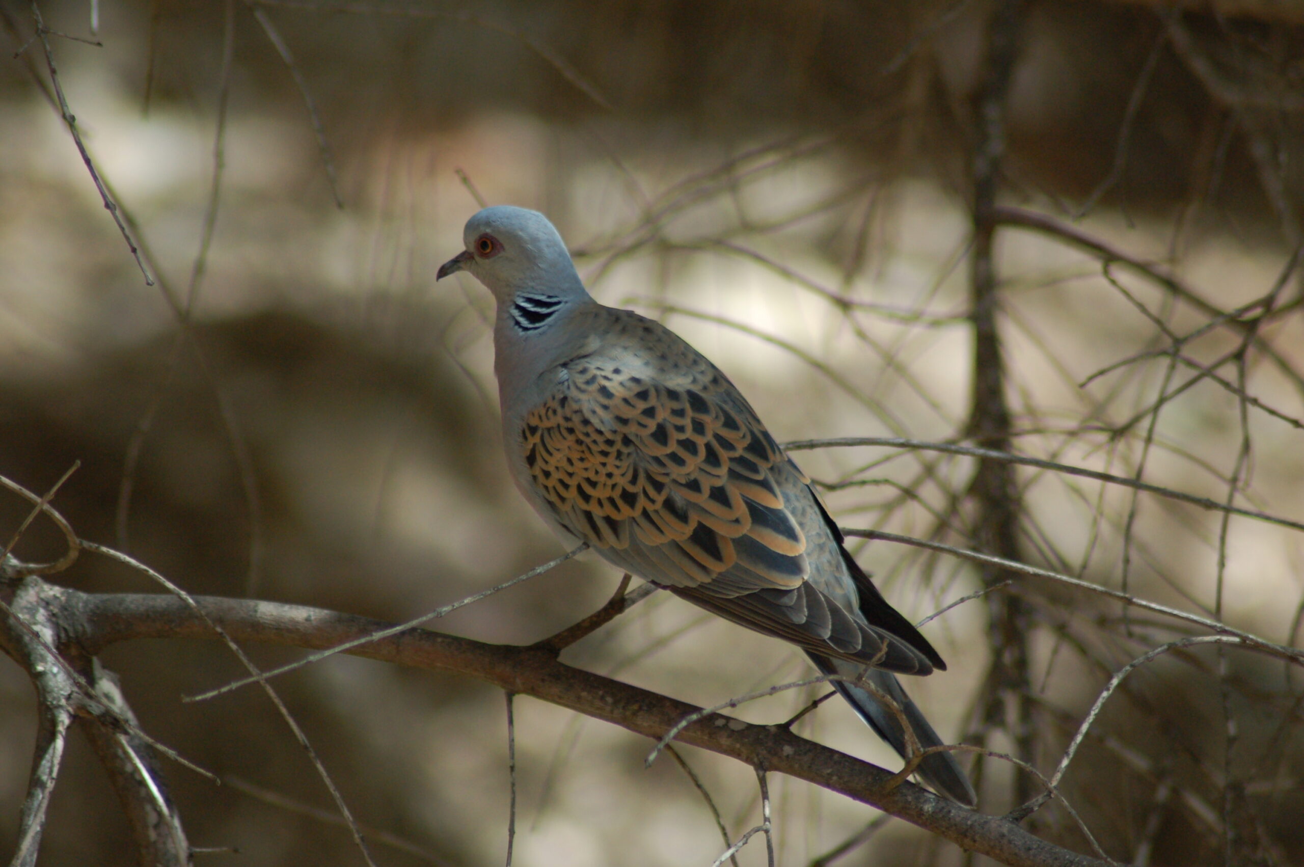 Streptopelia_turtur_on_a_branch