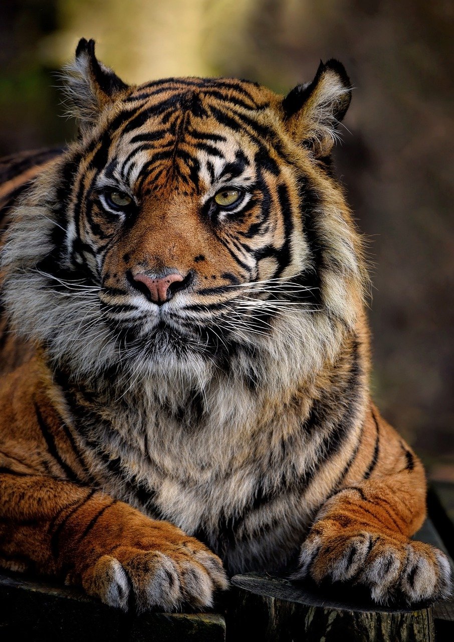 sumatran-tiger-7713699_1280