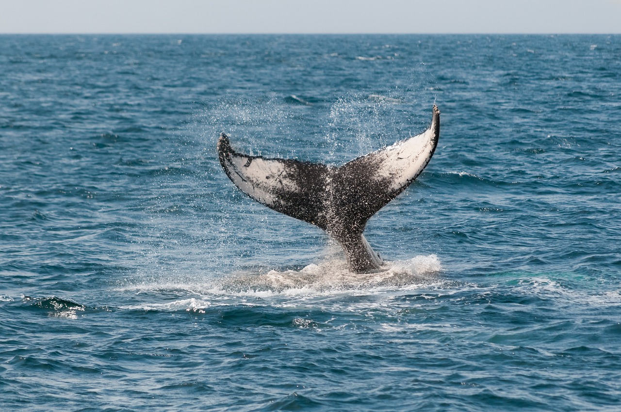 whale-630256_1280